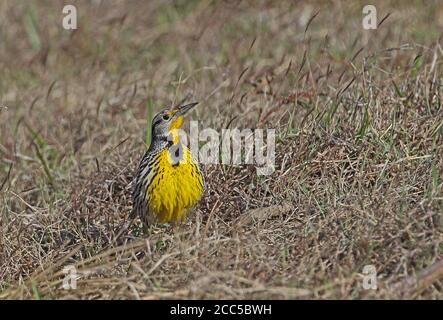 Meadowlark orientale (Sturnella magna hippocrepis) adulto nella prateria Cuba Marzo Foto Stock