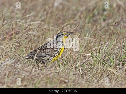 Meadowlark orientale (Sturnella magna hippocrepis) adulto nella prateria Cuba Marzo 2013 Foto Stock