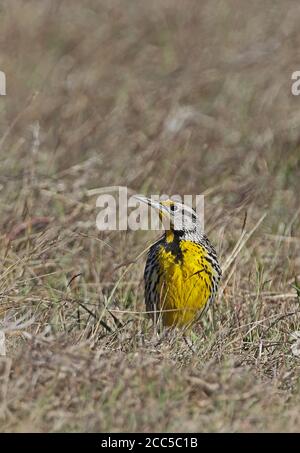 Meadowlark orientale (Sturnella magna hippocrepis) adulto nella prateria Cuba Marzo 2013 Foto Stock