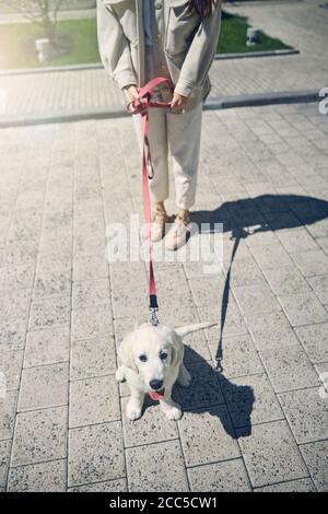 Cane con una lingua sporgente seduta all'aperto Foto Stock