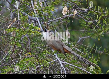 Grande cucù Lizard (Saurotera merlini merlini) adulto arroccato su ramo ingoiato insetto preda, cubano endemico la Belen, Cuba Marzo Foto Stock