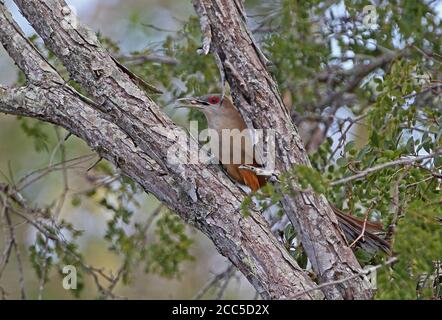 Grande cucù Lizard (Saurotera merlini merlini) adulto arroccato sul ramo con preda di lumaca in fattura, cubana endemica la Belen, Cuba Marzo Foto Stock