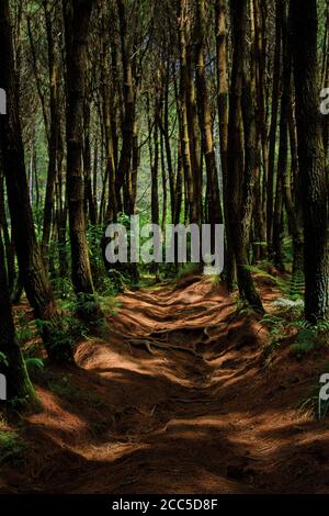 La bellezza naturale della pineta Foto Stock