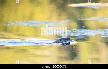 Giovane lontra di fiume che nuota in uno stagno locale vicino Ottawa, Canada Foto Stock