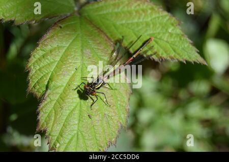 Grandi Damselfly rosso sul Rovo foglie Foto Stock