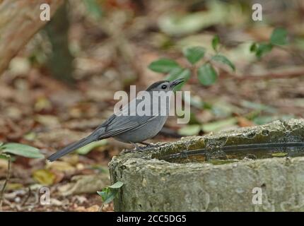 Gray Catbird (Dumetella carolinensis) Adulti bevendo Cayo Coco, Cuba Marzo 2013 Foto Stock