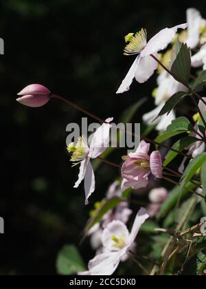 Clematis fiori visto fianco su in luce solare contro un buio sfondo Foto Stock