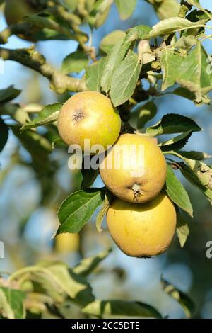 Apple Merton Russet. Malus domestica 'Merton Russet'. Mele mature che crescono sull'albero in tarda estate Foto Stock