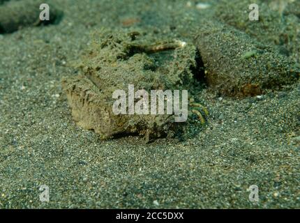 Spiny Devilfish, Inimicus didactylus, strisciando sul fondale sabbioso, Tulamben, Bali Foto Stock