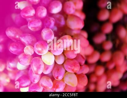 Foto di una bella macro di deliziose uve mature Foto Stock