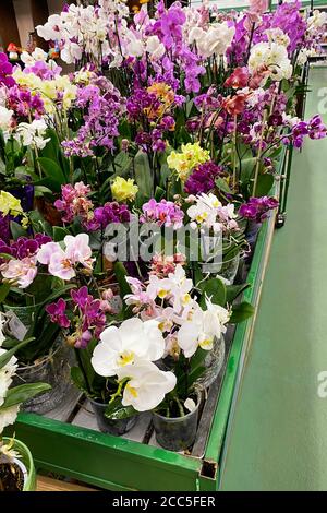 Orchidee viola e bianche e altre piante di casa in pentole in negozio di giardino. Varie orchidee vendute in negozio. Piantando di verde. Vista verticale. Foto Stock