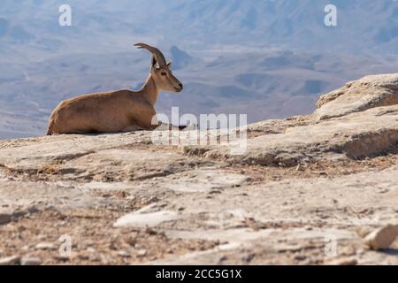 Stambecco nubiano unico adagiato su una roccia sullo sfondo delle montagne del Cratere Ramon. Israele Foto Stock