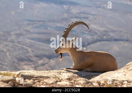 Stambecco nubiano unico adagiato su una roccia sullo sfondo delle montagne del Cratere Ramon. Israele Foto Stock