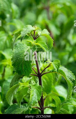 Basilico dell'albero Ocimum gratissimum, conosciuto anche come basilico del chiodo di garofano e basilico africano. Pianta medicinale usata per combattere l'acne. Fogliame verde, pianta crescente Foto Stock