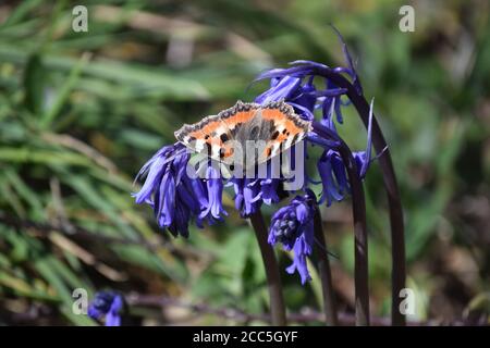 Piccolo Tortoiseshell su Bluebells Foto Stock