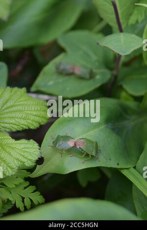 Due coppie di bug schermati verdi Foto Stock