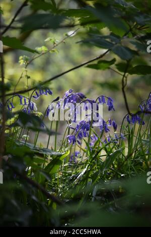 patch di bluebells attraverso gli alberi Foto Stock