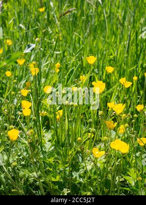 bella buttercups giallo in un primo piano prato Foto Stock