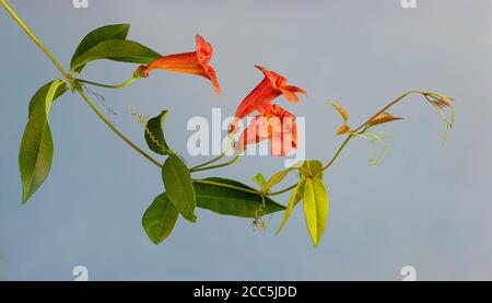 Fiori e foglie di pianta di crossvine (bignonia capreolata), questa vite di arrampicata è originaria del sud-est degli Stati Uniti ed è coltivata comunemente in giardini. Foto Stock
