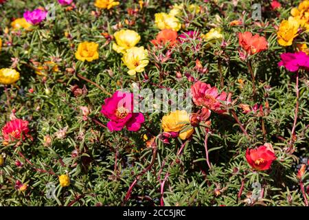 Fiori multicolore di Portulaca grandiflora, pianta conosciuta anche come muschio di rosa, alle 11, rosa messicana, rosa muschio, rosa sole o porslane di rosa muschio Foto Stock