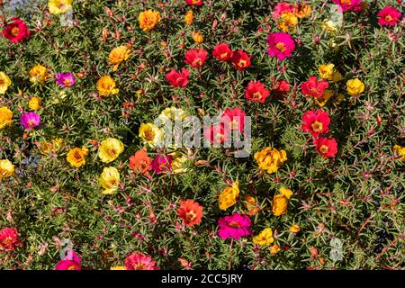 Fiori multicolore di Portulaca grandiflora, comunemente noto come muschio di rosa, alle 11, rosa messicana, rosa muschio, rosa sole o rosa roccia Foto Stock