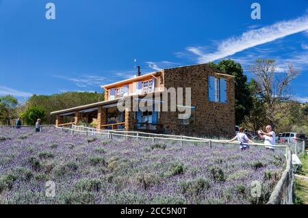 Il negozio di case in stile provenzale sulla cima di una collina, proprio di fronte a una piantagione di campi di lavanda all'interno della fattoria 'o Lavandario'. Foto Stock