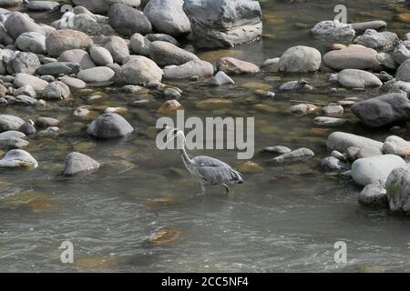 Heron lungo il fiume Brembo a San Pellegrino terme, Lombardia, Italia Foto Stock