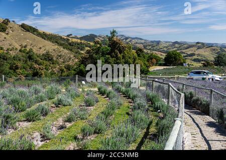 Vista lasciare negozio di souvenir della fattoria Lavandario di lavanda piccola Cespugli (Lavandula dentata) piantato in un piccolo campo con uno stretto percorso di ciottoli nelle vicinanze Foto Stock