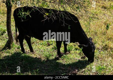 Angus bestiame (Aberdeen Angus - razza comune di bovini di manzo) mangiare in un campo di pascolo sotto un albero in un ranch vicino al ristorante Casa da Serra. Foto Stock