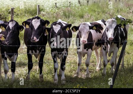 Mucche in un paddock dietro una recinzione Foto Stock