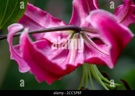 Un unico fiore di giglio rosa in piena fioritura Foto Stock