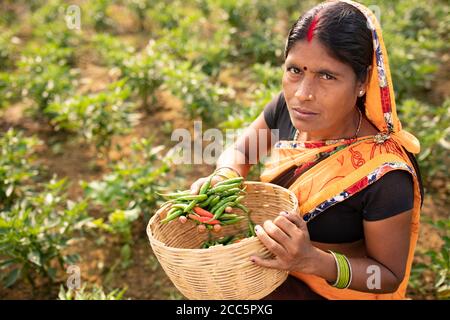 Una donna indiana in un abito sari arancio tradizionale raccoglie peperoncini in un campo rurale Bihar, India, Asia meridionale. Foto Stock