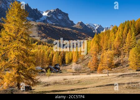 La Valle alta Caree con larici in pieno autunno colori e Cerces Massiccio in lontananza. Nevache, Alte Alpi (05), Alpi, Francia Foto Stock