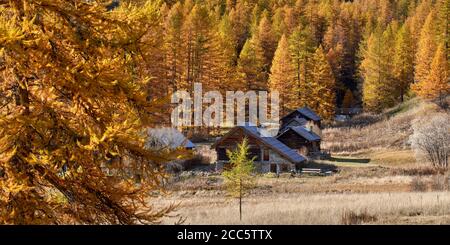 La Valle alta Caree con larici in pieno autunno colori e case in legno. Nevache, Alte Alpi (05), Massiccio dei Cerces, Alpi, Francia Foto Stock