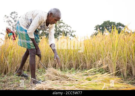 Un uomo anziano indossa una tradizionale plaid Dhoti mentre raccoglie gli steli di riso con una falce nella sua fattoria a Bihar, India, Asia meridionale. Foto Stock