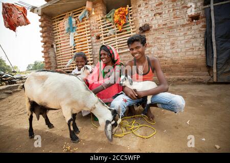 Una famiglia guidata da una sola madre si siede fuori dalla loro casa a Bihar, India, con tre delle loro capre. Foto Stock