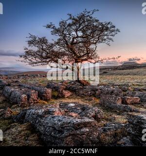 Un alterato lone tree in tra la pavimentazione di pietra calcarea dello Yorkshire Dales National Park Foto Stock