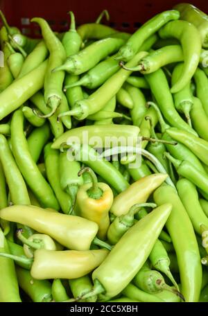 Primo piano di peperoni verdi freschi o jalapeno in esposizione in un mercato mattutino Foto Stock