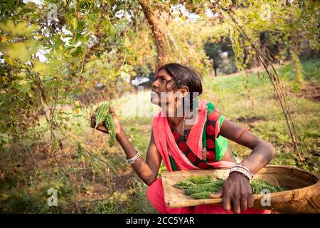 Una donna adulta che indossa un abito sari tradizionale raccoglie fresco zucca amara nella sua fattoria a Bihar, India. Foto Stock