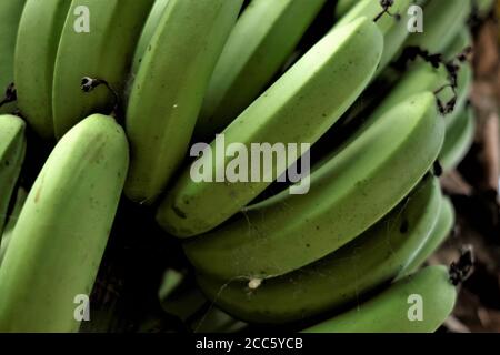 Frutta fresca di banana Foto Stock