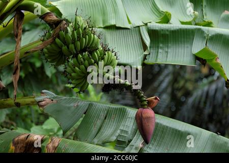 Inflorescenza delle banane, parzialmente aperta Foto Stock