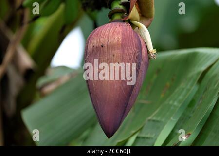 Inflorescenza delle banane, parzialmente aperta Foto Stock