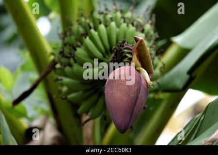 Inflorescenza delle banane, parzialmente aperta Foto Stock