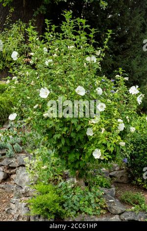 Rosa di Sharon o Hibiscus syriacus Diana fiori bianchi fioritura Arbusto di dimensioni intere Malvaceae pianta o Rose Mallow estate fioritura in giardino botanico Foto Stock