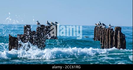 Polacchi intemperie nel Mar Mediterraneo i resti di un pontile fotografato a Beit Yanai Beach, Israele Foto Stock