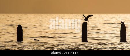 Polacchi intemperie nel Mar Mediterraneo i resti di un pontile fotografato a Beit Yanai Beach, Israele Foto Stock