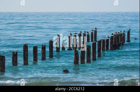 Polacchi intemperie nel Mar Mediterraneo i resti di un pontile fotografato a Beit Yanai Beach, Israele Foto Stock