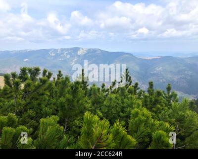 Rami di pini verdi su uno sfondo di montagna. Arrampicata Monte Khomyak, Ucraina - vista a metà strada. Foto mobile Foto Stock