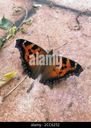 Piccola Tortoiseshell Butterfly seduta a terra. Insetto arancione rossastro con segni neri sulle fronte. Aglais urticae, foto mobile Foto Stock