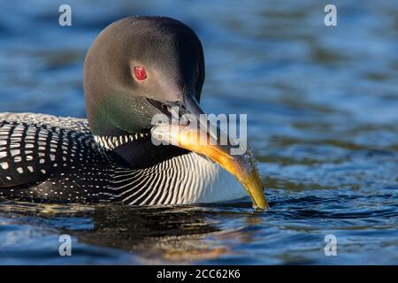 Comune loon o grande subacqueo settentrionale (Gavia immer) pesca Foto Stock
